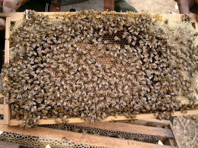 蜂の巣は保温庫