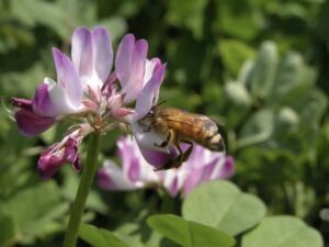 れんげ畑を巡って、ミツバチがお花の蜜を集める