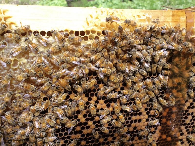 ミツバチは巣に戻ってはちみつを巣に貯める