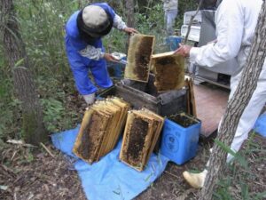 養蜂家がはちみつの貯まっている巣を包丁できり放す