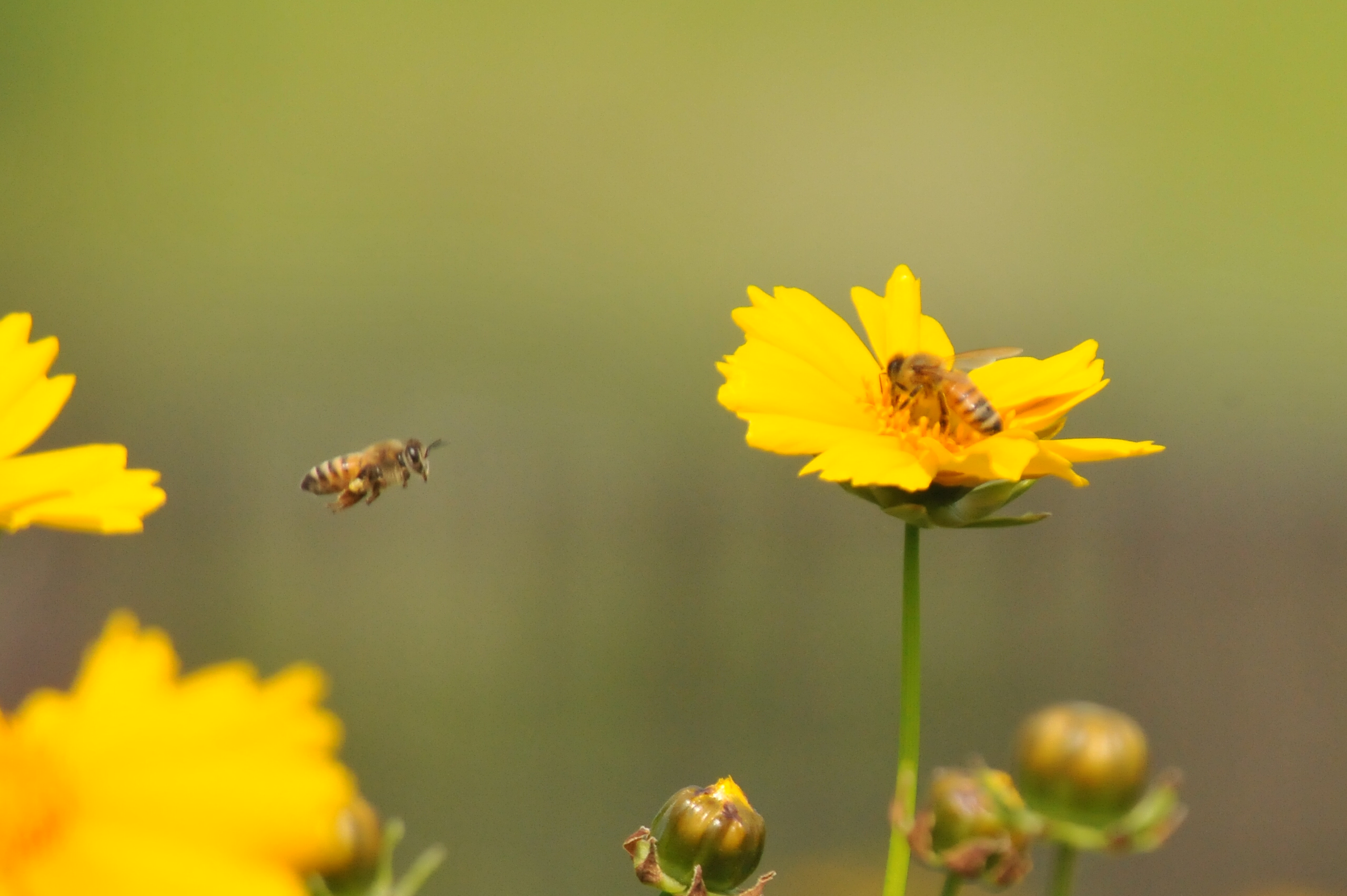 みつばち花粉 Beepollen はちみつ屋松治郎の舗ブログ