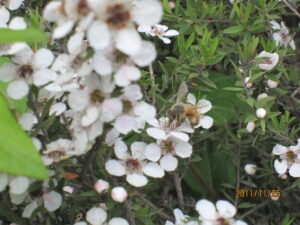 マヌカの花とミツバチ
