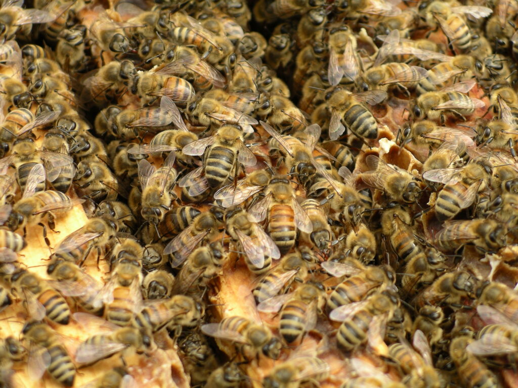 ミツバチ群