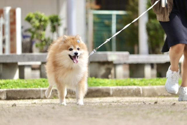 はちみつマイスター監修 犬にはちみつをあげても大丈夫 はちみつ屋松治郎の舗ブログ