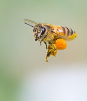 ビーポーレン Bee Pollen みつばち花粉 90g みつばち花粉 Beepollen はちみつ屋 松治郎の舗