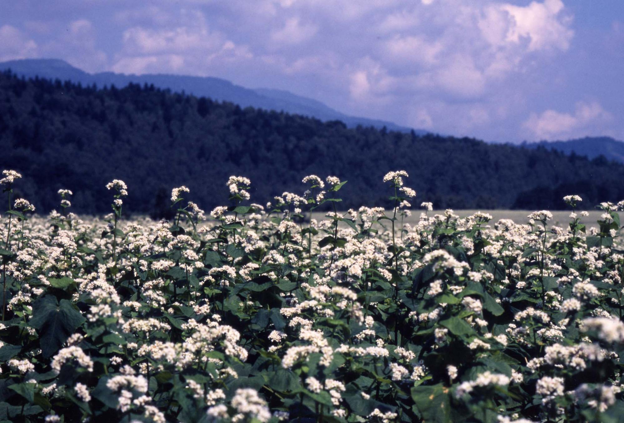 蕎麦の花