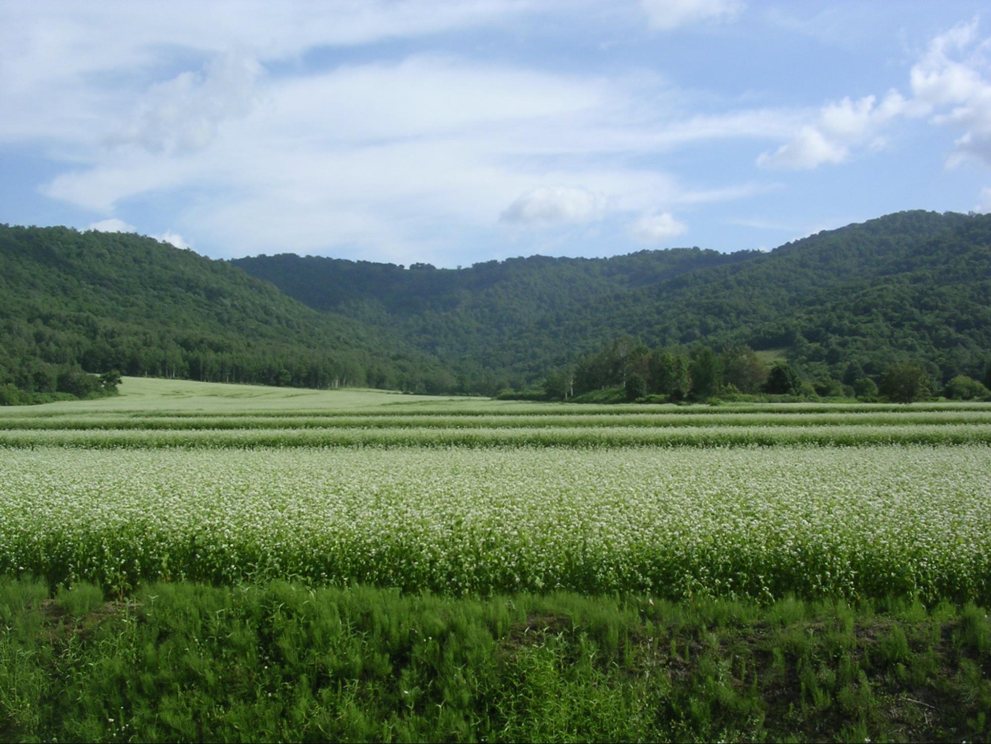 蕎麦の畑