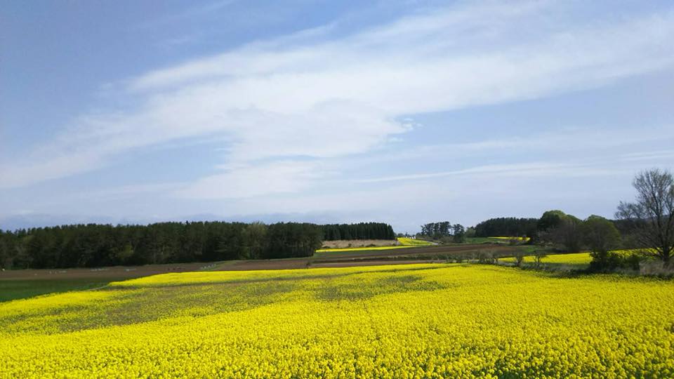 青森県横浜町 菜の花畑 青森県横浜町 菜の花畑